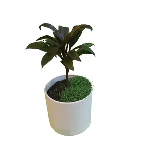گیاه طبیعی نخل خوشبختی مدل vd09