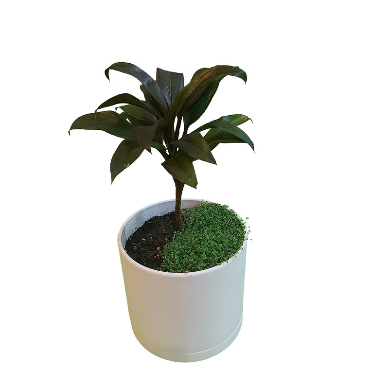 گیاه طبیعی نخل خوشبختی مدل vd09