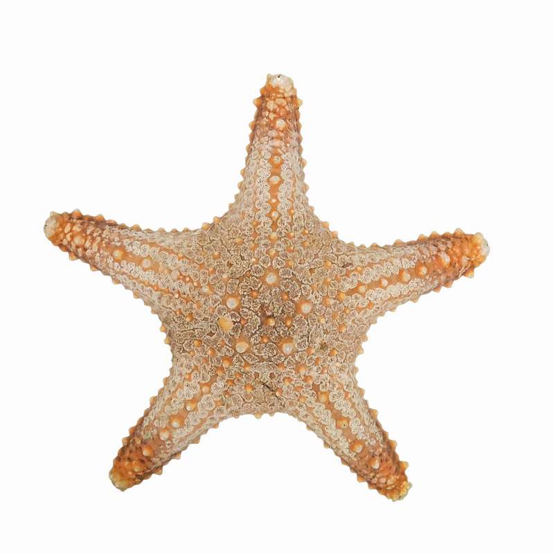 ستاره دریایی تزیینی مدل w11