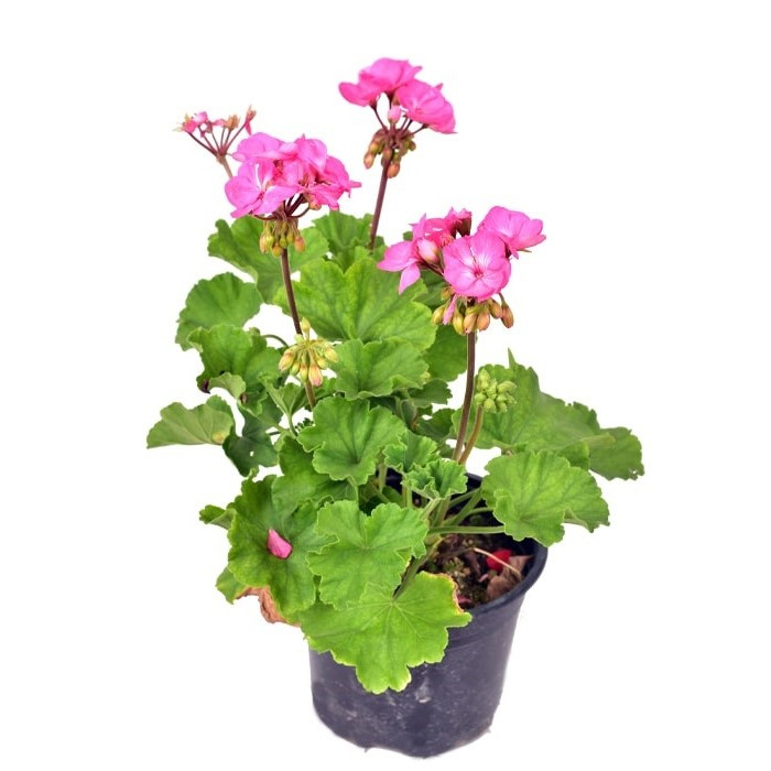 گل طبیعی شمعدانی مدل دالیدا