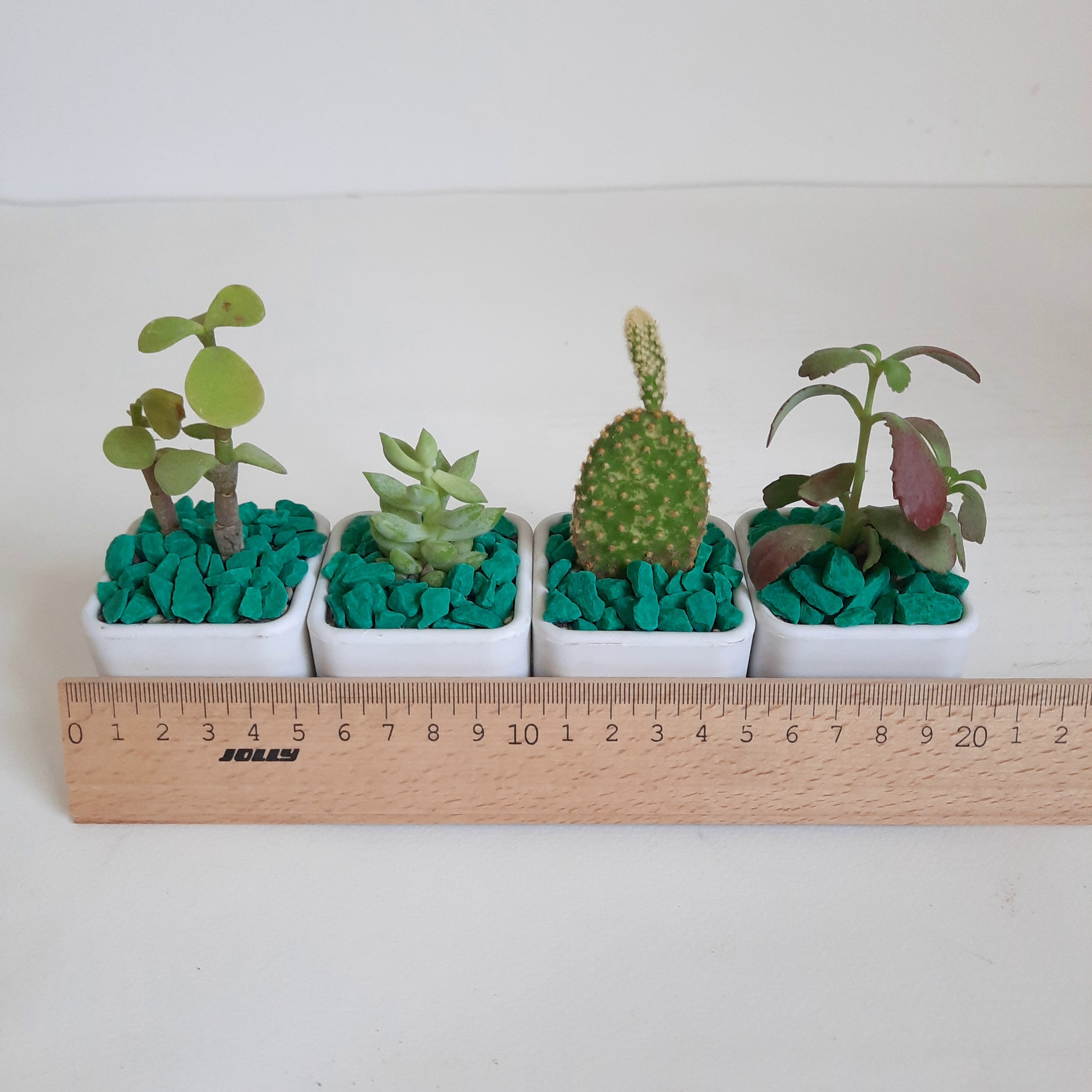 گیاه طبیعی ساکولنت و کاکتوس مجموعه 4 عددی