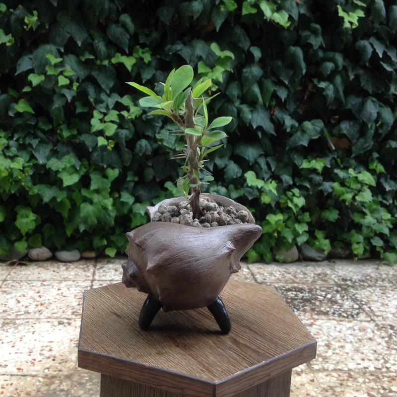 گلدان مدل S01 گلدان مدل S01