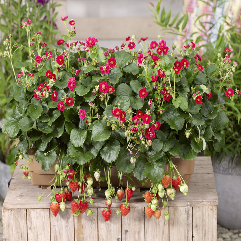 بذر توت فرنگی کاماروسا سانیا سید مدل ss33