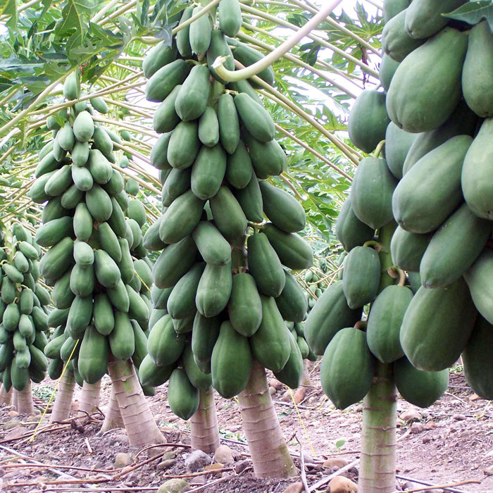 بذر پاپایا خربزه درختی پالم کد 10