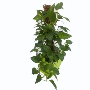 gr01 pothos plant