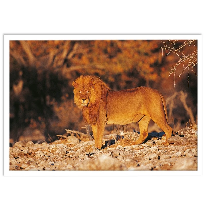 تابلو بکلیت طرح حیات وحش و شیر مدل W-S1442