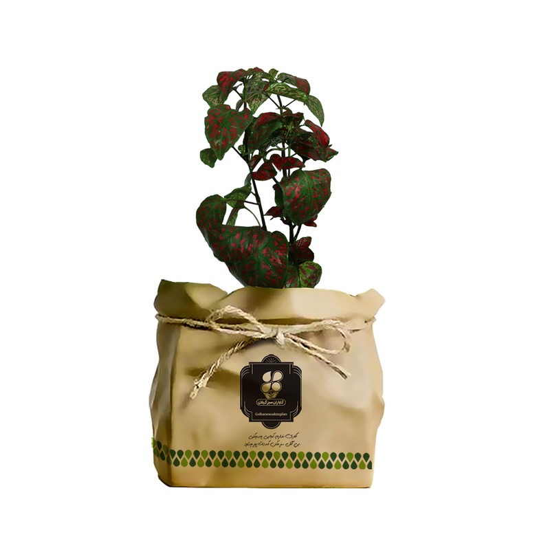 گیاه طبیعی گل شرکت گلباران سبز گیلان مدل GN12-17GK