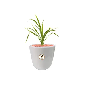 گیاه طبیعی گندمی شرکت گلباران سبز گیلان مدل GN13-GS