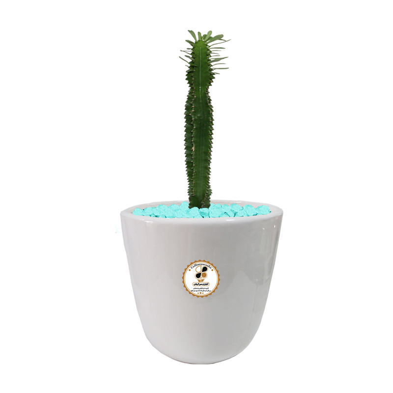 گیاه طبیعی افوربیا سبز تک شاخه شرکت گلباران سبز گیلان مدل GN12-37TL