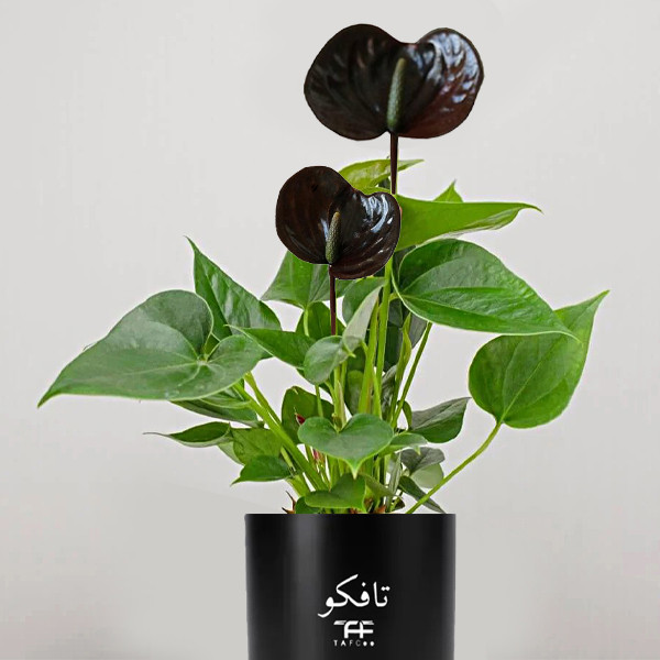 گل طبیعی آنتوریوم بلک تافکو مدل کاکسیونی کد 2x گل طبیعی آنتوریوم بلک تافکو مدل کاکسیونی کد 2x