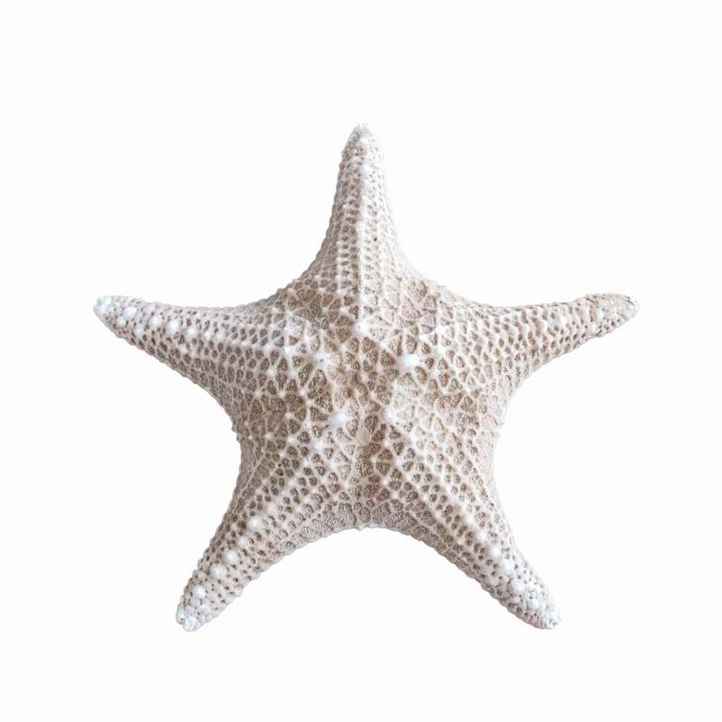ستاره دریایی تزیینی مدل a4
