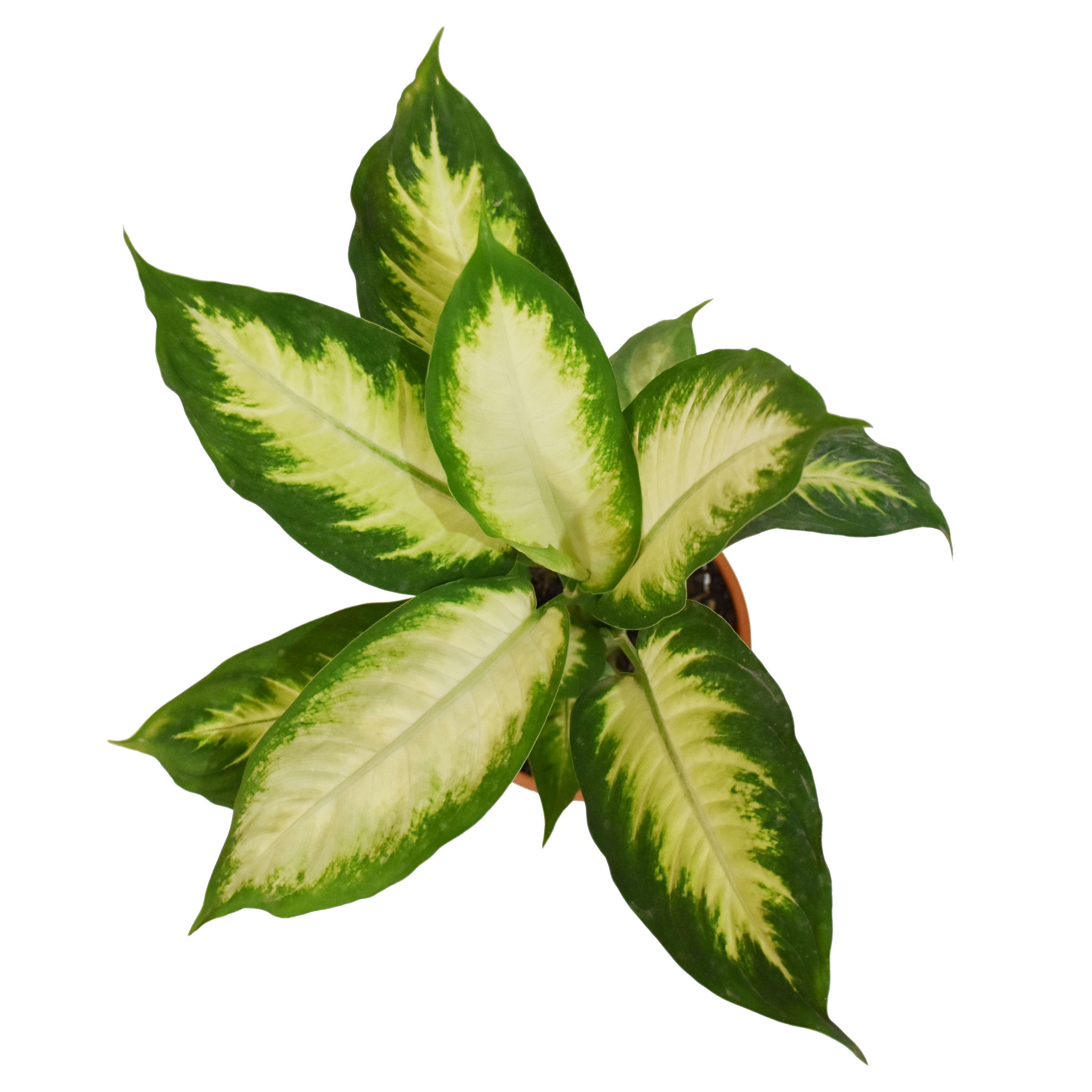 گیاه طبیعی دیفن باخیا مدل OGD-D01E03 گیاه طبیعی دیفن باخیا مدل OGD-D01E03