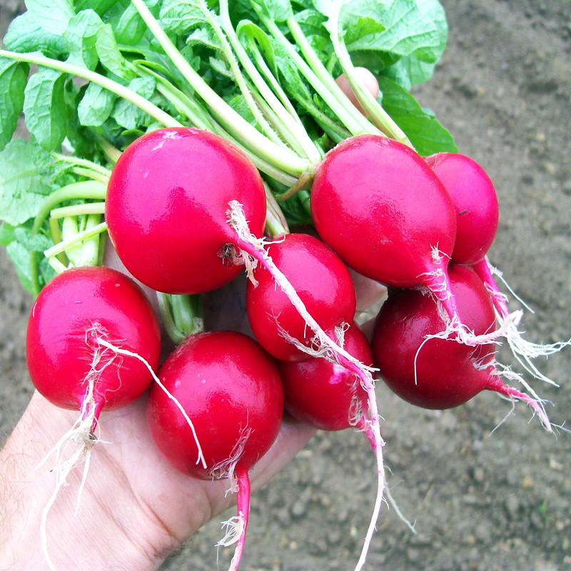 بذر تربچه قرمز ایرانی وانیا سید مدل T2