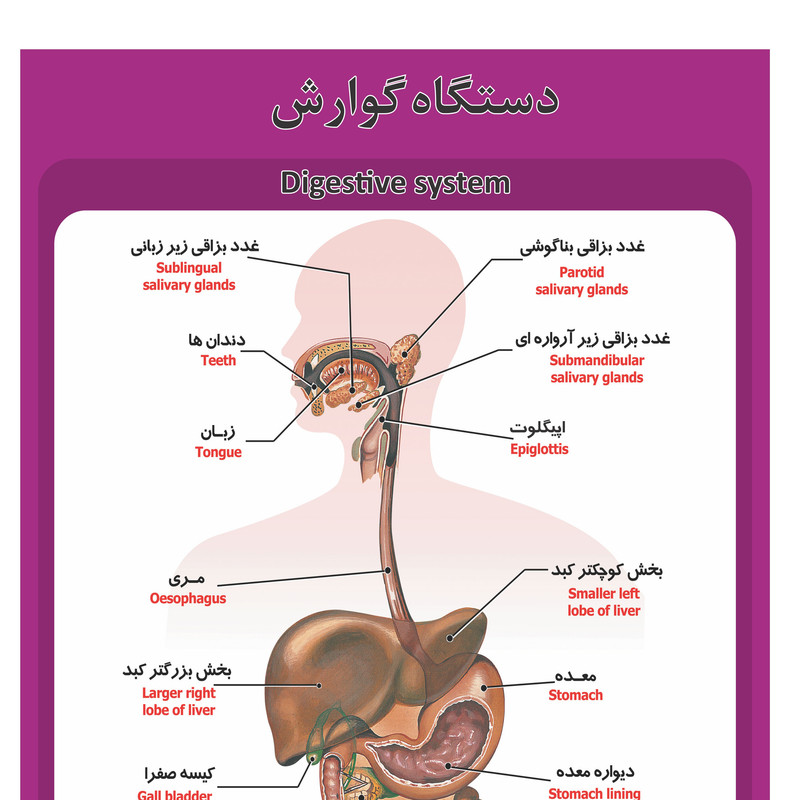 پوستر آموزشی طرح آناتومی دستگاه گوارش