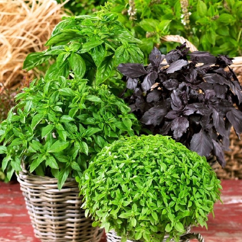 بذر ریحان میکس جی پی سید مدل GP4370