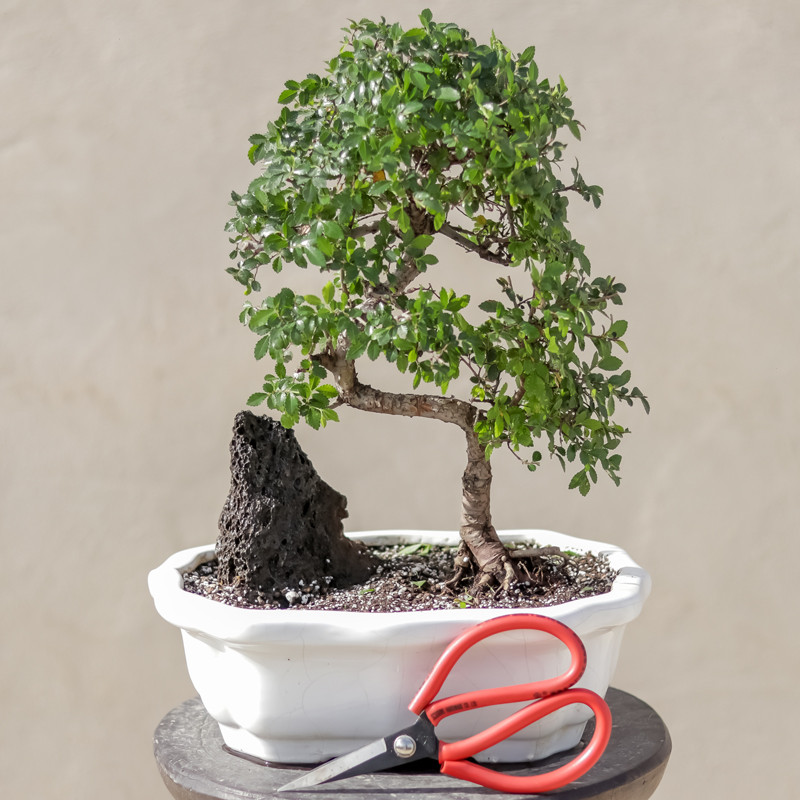 گیاه طبیعی بونسای نارون مدل elm-s گیاه طبیعی بونسای نارون مدل elm-s