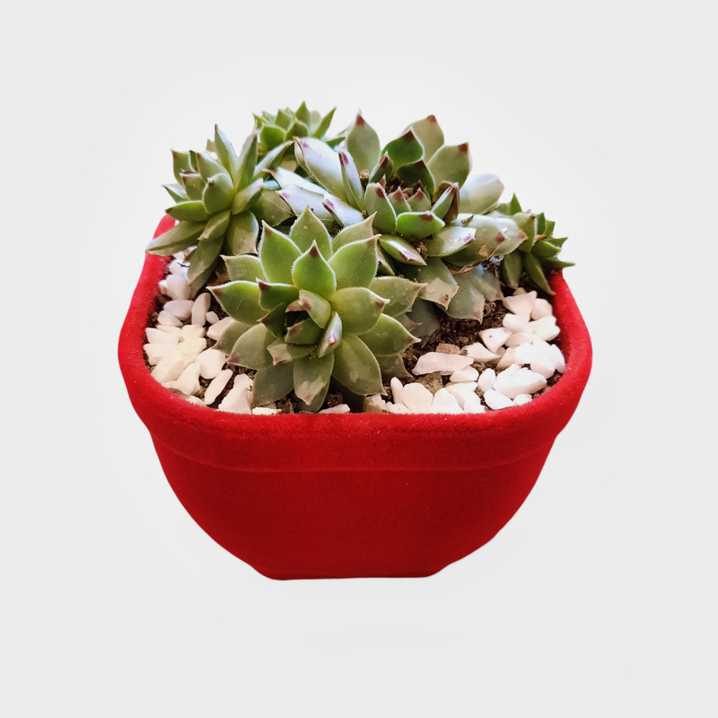 گیاه طبیعی سمپریوم لب ماتیکی مدل مخمل