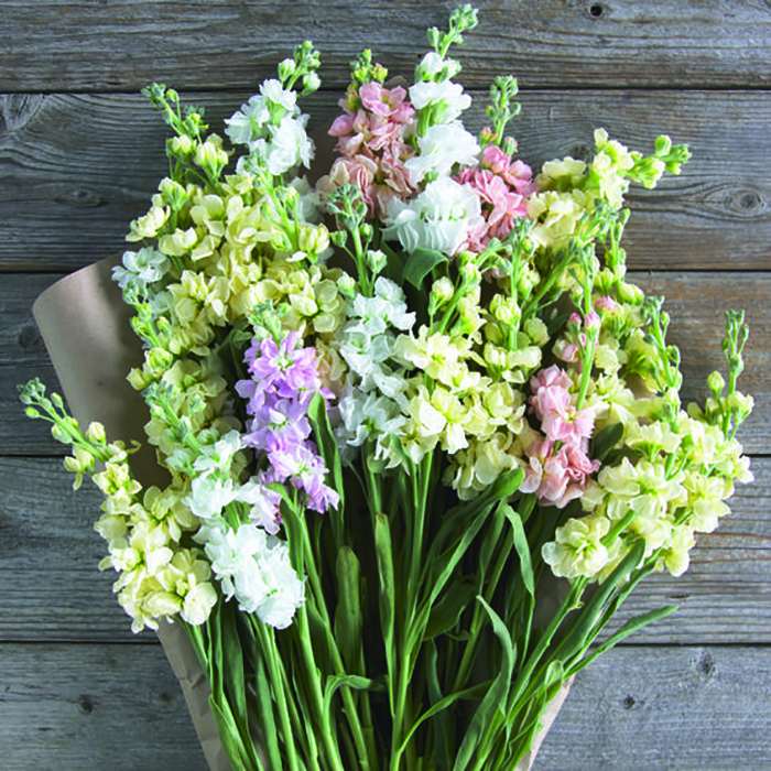 بذر گل شب بو پاکوتاه الوان وانیا سید مدل O134