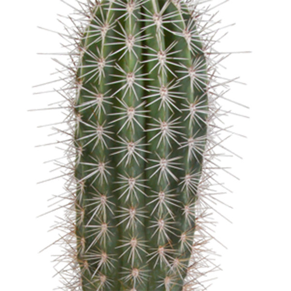 گل طبیعی کاکتوس مدل پاخی سرئوس کد P30