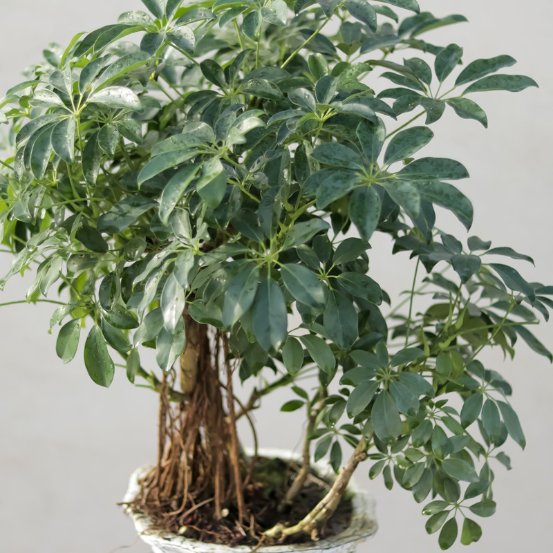گیاه طبیعی بونسای شفلرا مدل 65108 گیاه طبیعی بونسای شفلرا مدل 65108