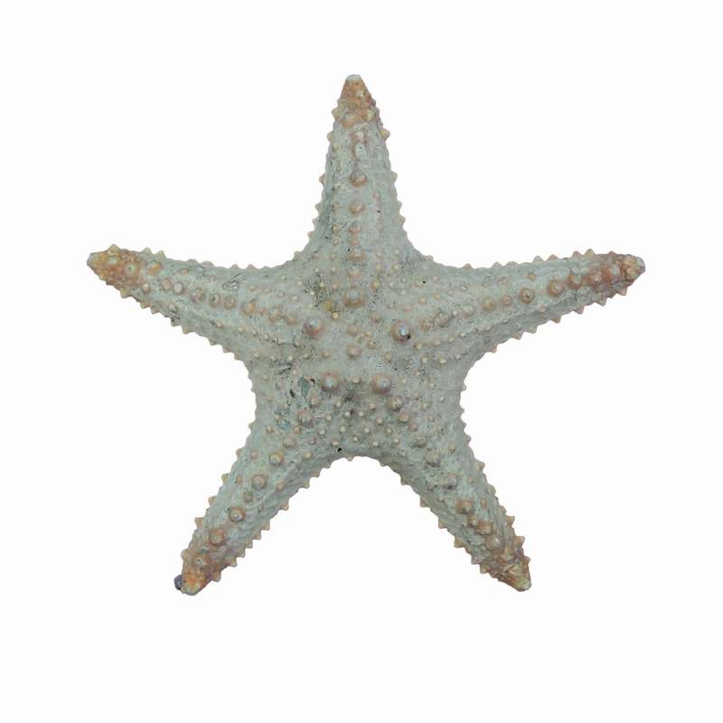 ستاره دریایی تزیینی مدل p2