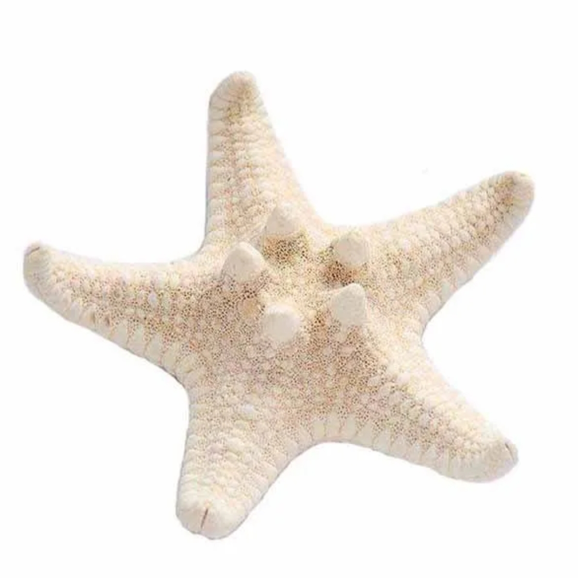 دکوری مدل ستاره دریایی 02