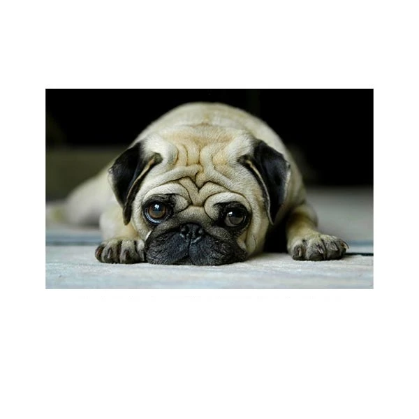   پادری مدل حیوانات کد HSHMA0064 سایز 76x46 سانتی متر