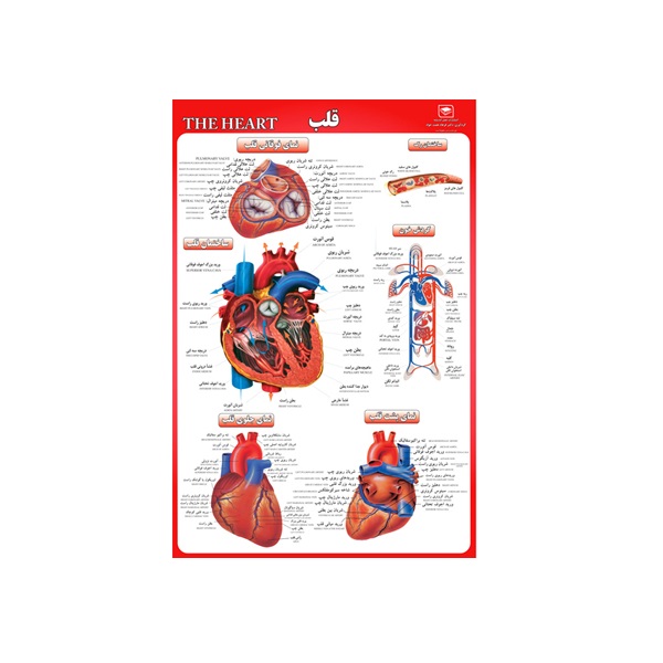 پوستر آموزشی مدل قلب