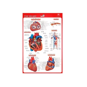 پوستر آموزشی مدل قلب 