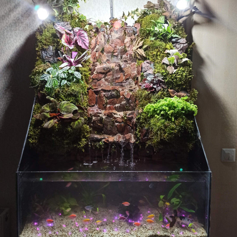 گیاه طبیعی پالوداریوم مدل صخره ای