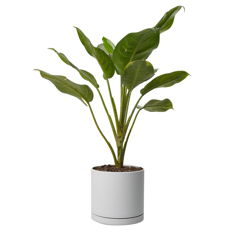 گیاه طبیعی آگلونما مدل هندوانه ای کد 10324/2202