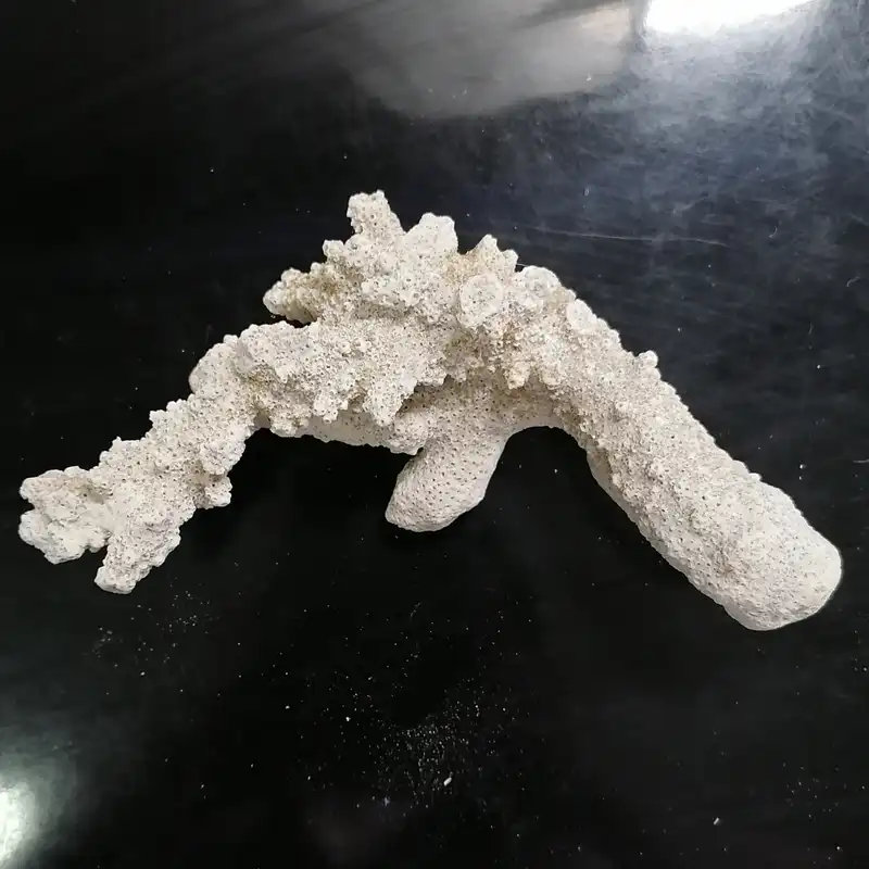 مرجان دریایی آکواریوم مدل 021