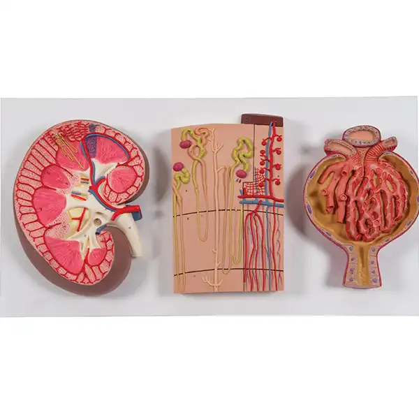 کیت آموزشی مولاژ دستگاه گوارش کد 01