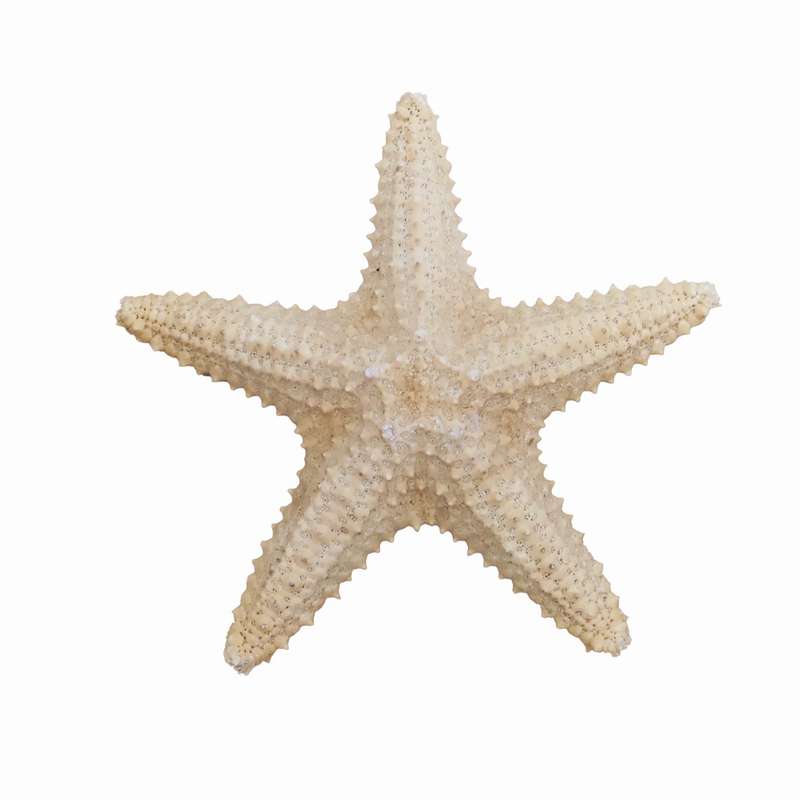 ستاره دریایی تزیینی مدل c4