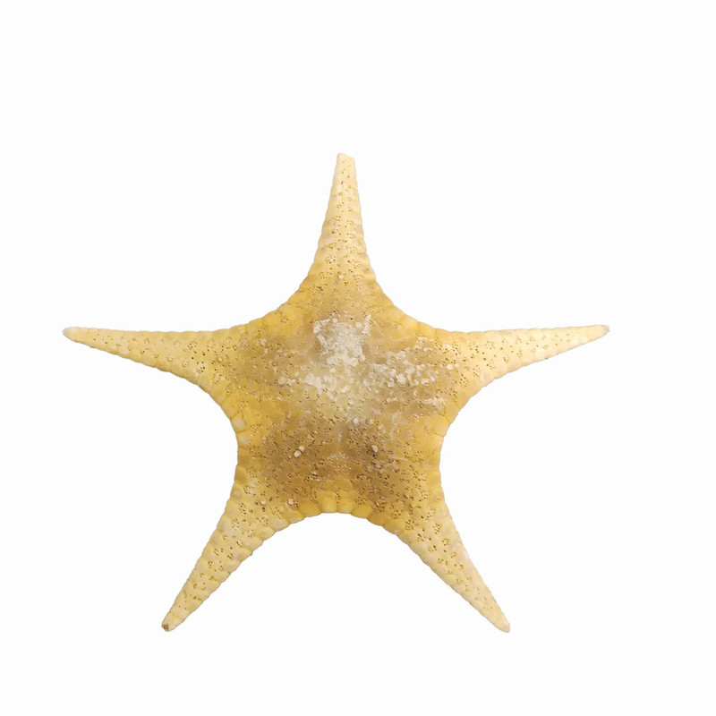 ستاره دریایی تزیینی مدل t11