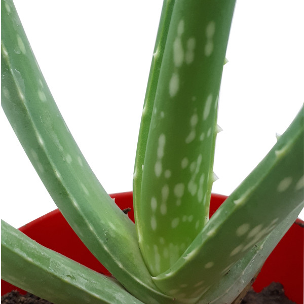 گیاه طبیعی آلوئه ورا کد M02 گیاه طبیعی آلوئه ورا کد M02