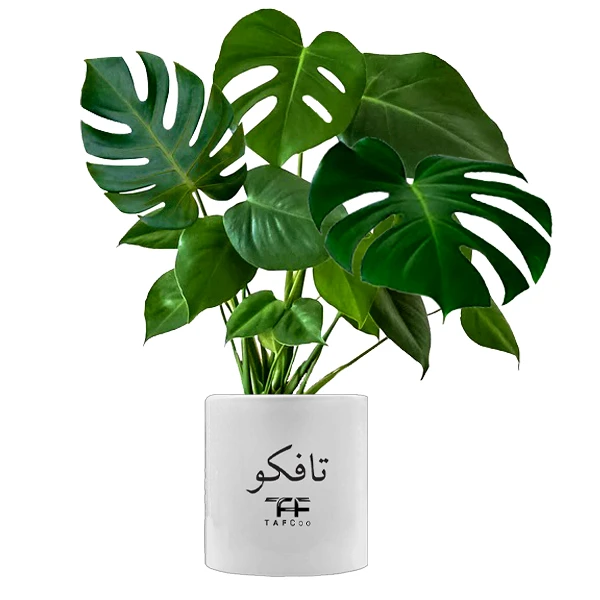      گیاه طبیعی مانسترا تافکو مدل پنجه شیری کد 2x