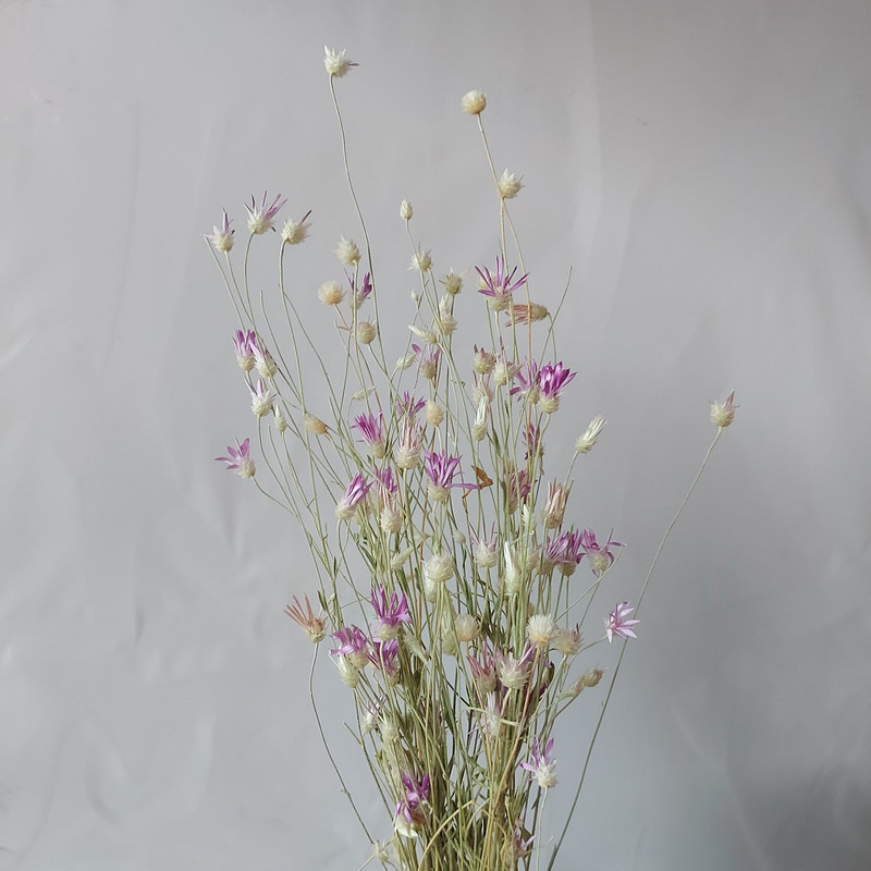 گل خشک مدل ستاره ای