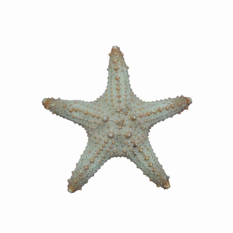 ستاره دریایی تزیینی مدل p7