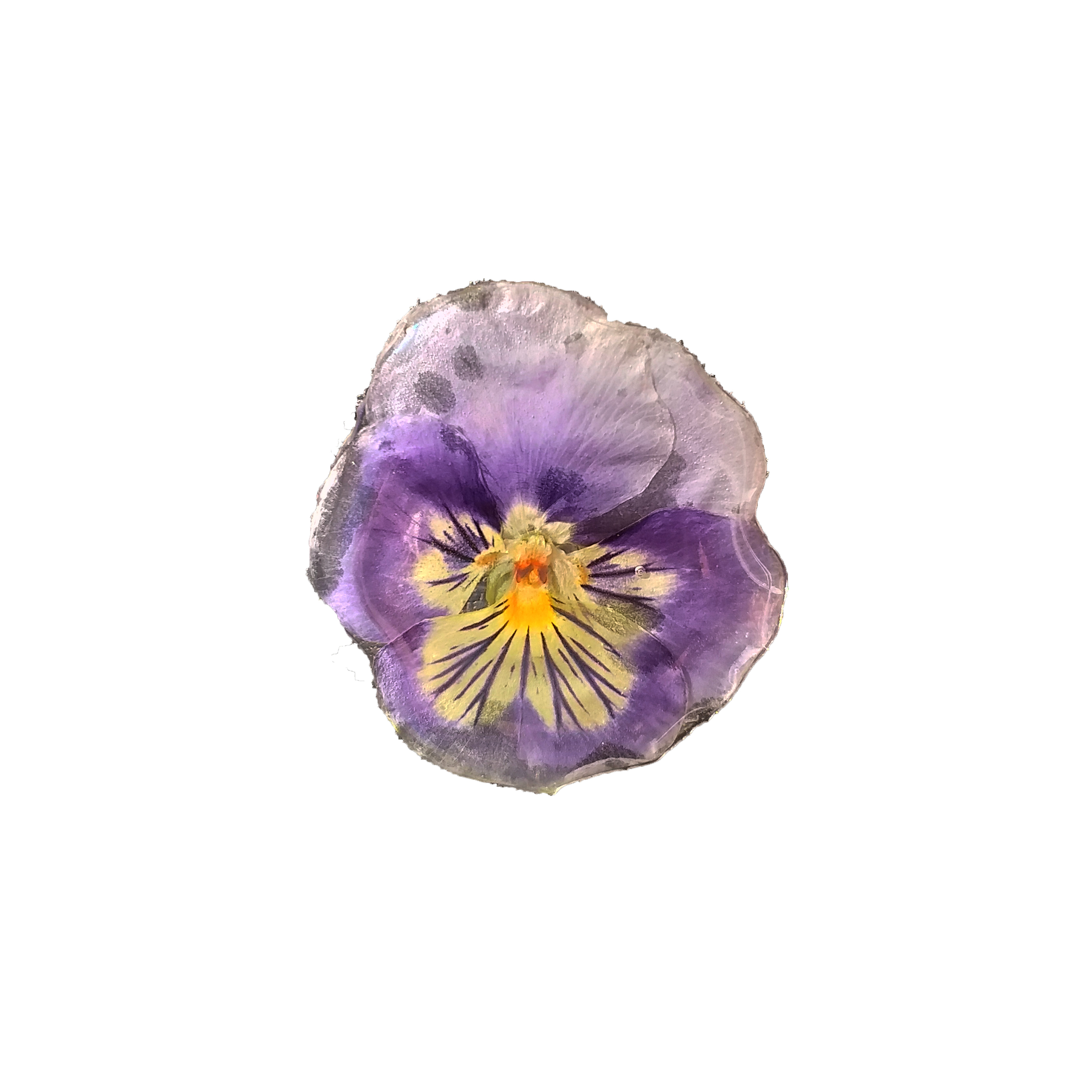 گل سینه زنانه دژاوو طرح گل بنفشه