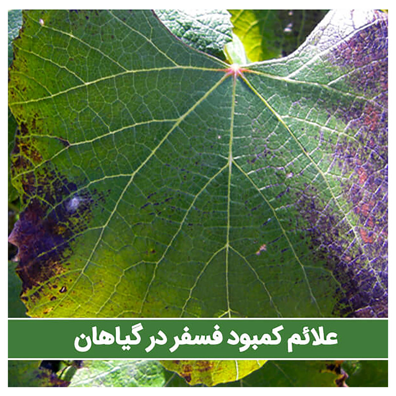 کود هورمون ریشه زایی اگری  مدل ENERGIL وزن 20 گرم