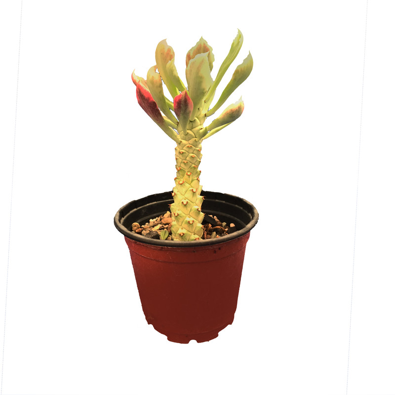 گیاه طبیعی کاکتوس افوربیا مونادیم ابلق مدل DAV8 گیاه طبیعی کاکتوس افوربیا مونادیم ابلق مدل DAV8