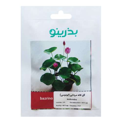 بذر گل لاله مردابی لوتوس بذرینو کد BZNO-123