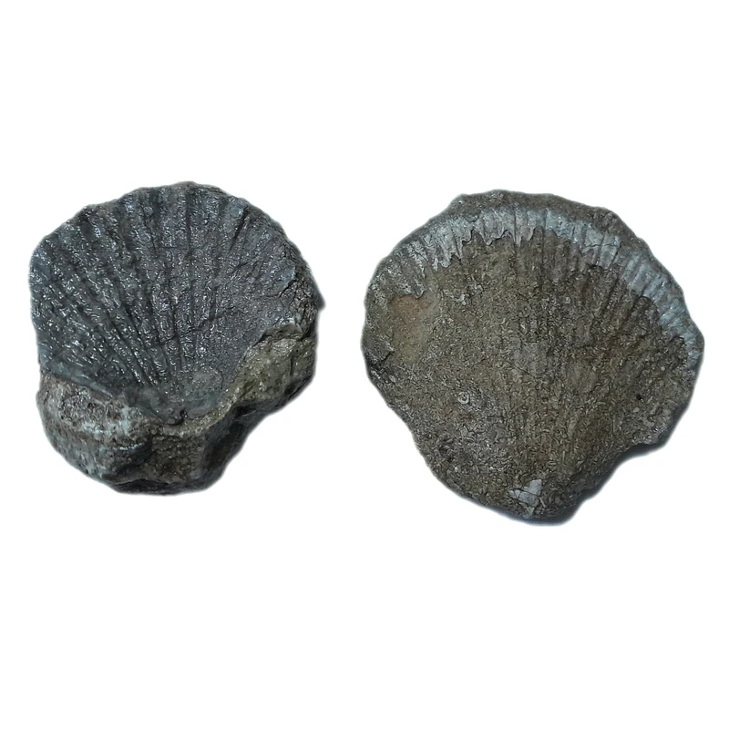 سنگ راف مدل فسیل صدف کلکسیونی آکواریوم کد 461 بسته دو عددی