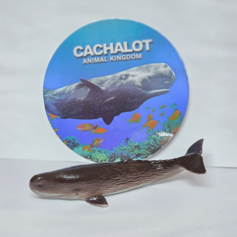 فیگور ناب سل مدل نهنگ کد CACHALOT NAAB039 ارتفاع 3 سانتی متر