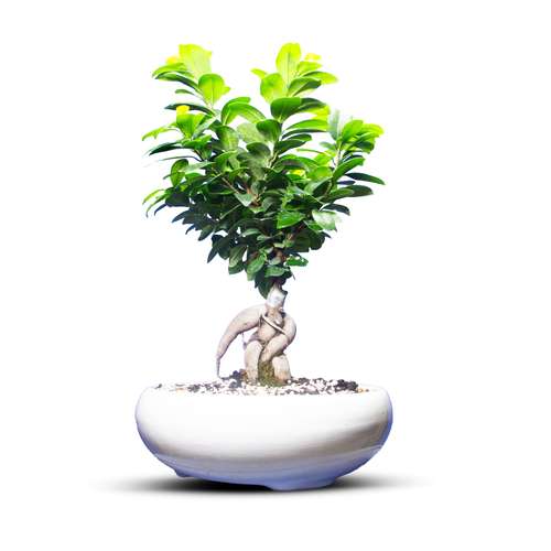 گیاه طبیعی بونسای جنسینگ کد 15