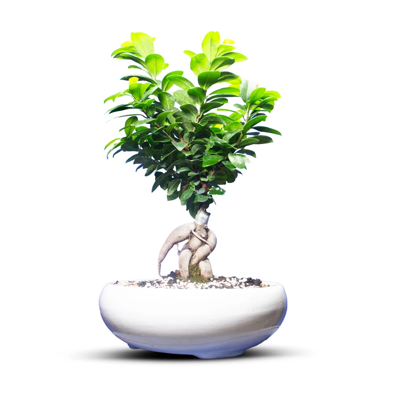 گیاه طبیعی بونسای جنسینگ کد 15