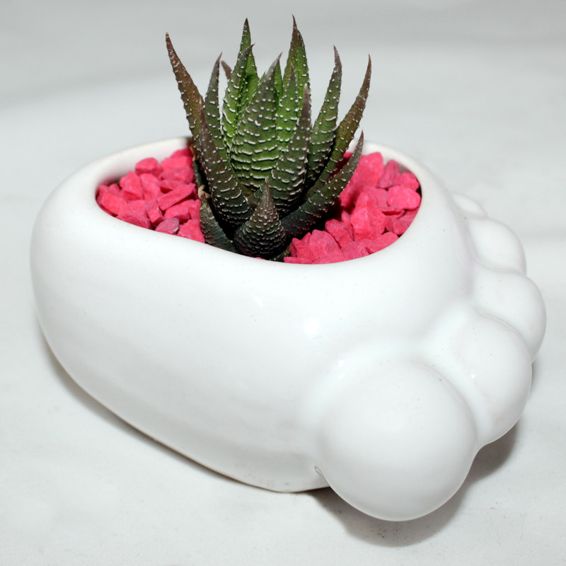 گیاه طبیعی کاکتوس هاورتیا گورخری سینورشد کد CHP1 گیاه طبیعی کاکتوس هاورتیا گورخری سینورشد کد CHP1