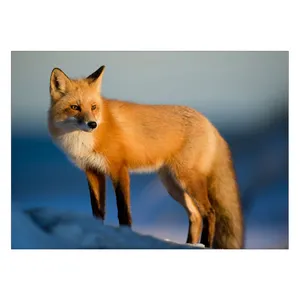 Wensoni Nice Fox Chassis Size 50 x 70 Cm