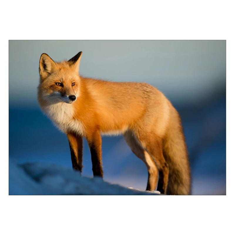 تابلو شاسی ونسونی طرح Nice Fox سایز 50x70 سانتی متر